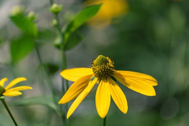 Dağ yaz ormanında Rudbeckia laciniata