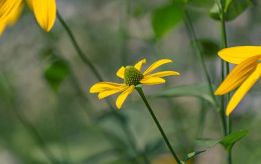 Dağ yaz ormanında Rudbeckia laciniata