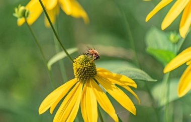 Gadfly Rudbeckia laciniata 'da nektar topluyor