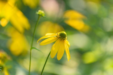 Dağ yaz ormanında Rudbeckia laciniata