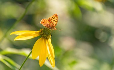 İssoria lathonia Rudbeckia laciniata 'da nektar topluyor.