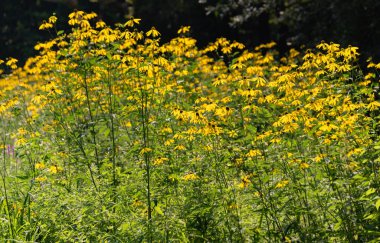 Dağ yaz ormanında Rudbeckia laciniata