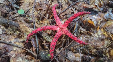 Clathrus Archieri dağ ormanında