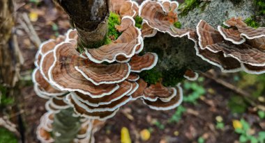 Ağaç gövdesi mantardan etkilenmiş Trametes versicolor