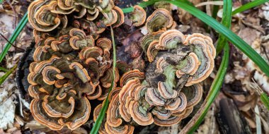 Ağaç gövdesi mantardan etkilenmiş Trametes versicolor