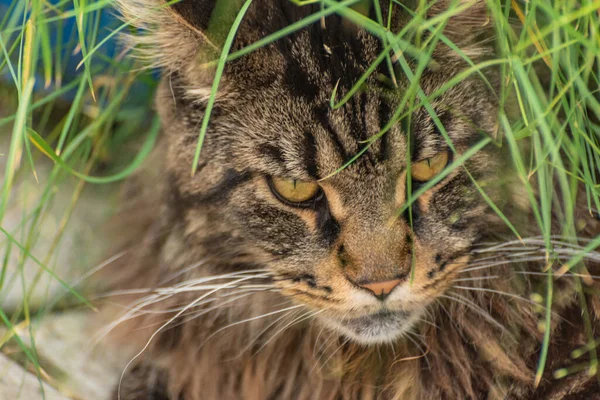 stock image Portrait of a marble-colored Maine Coon in ambush