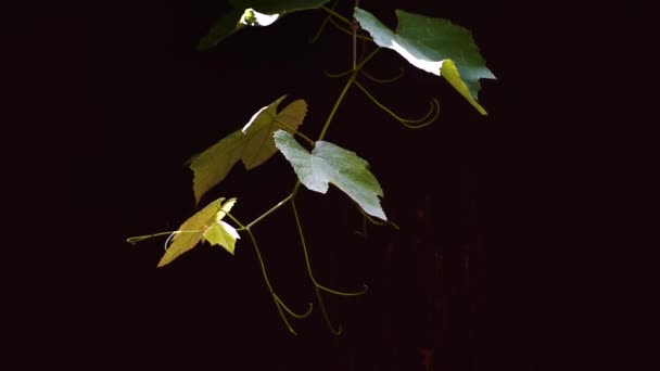 어두운 배경의 포도나무 — 비디오