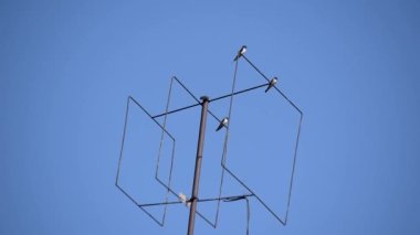 Şehir bir televizyon anteni üzerinde dinleniyor.