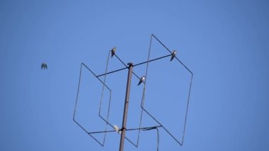 Şehir bir televizyon anteni üzerinde dinleniyor.