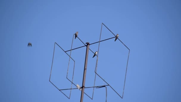 Stadszwaluwen Rusten Een Antenne — Stockvideo