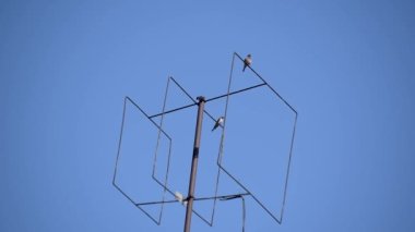 Şehir bir televizyon anteni üzerinde dinleniyor.