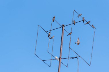 Şehir bir televizyon anteni üzerinde dinleniyor.