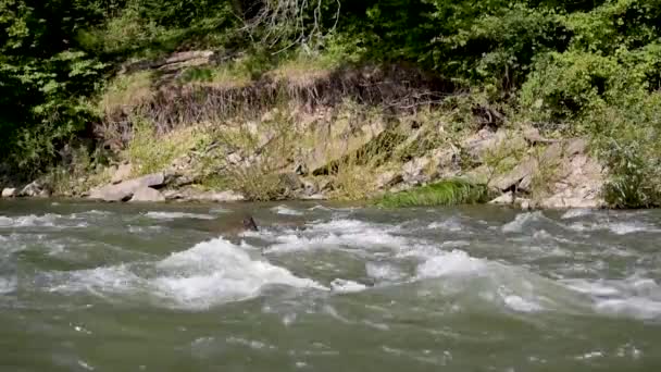 Rivière Montagne Qui Coule Dans Les Carpates — Video