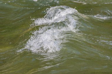 Karpat Dağları 'nda akan dağ nehri