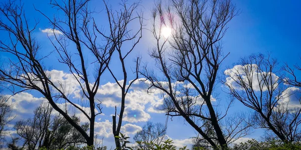 Beweging Van Zon Wolken Achtergrond Van Droge Bomen — Stockfoto