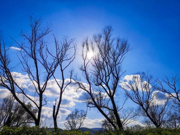 Beweging Van Zon Wolken Achtergrond Van Droge Bomen — Stockfoto