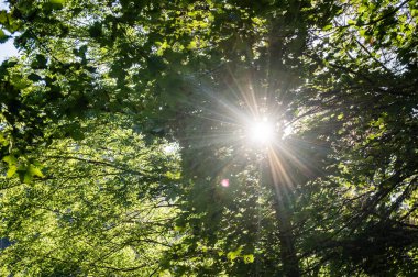 Güneş ışınları bir ağacın tacını delip geçer.