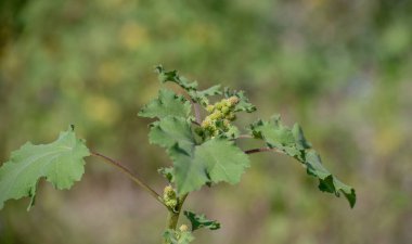 Dağ nehrinin kıyısındaki Xanthium strumaryumu