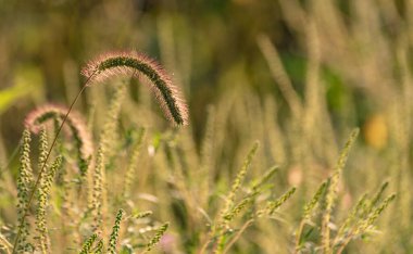 Setaria Viridis batan güneşin ışınlarında