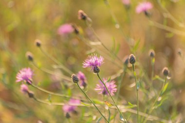 Centaurea Jacea bir yaz tarlasında çiçek açar.