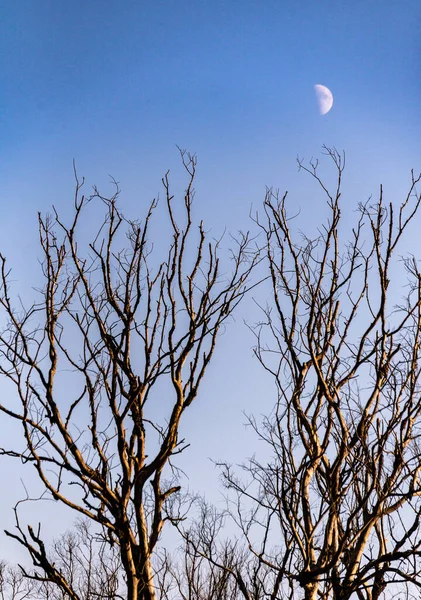 Paysage Avec Lune Arbres Morts — Photo