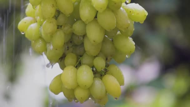 Zbliżenie Grona Winogron Odmiany Banany Kroplami Deszczu — Wideo stockowe