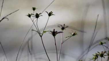 Fragile plant in the sun on the river bank