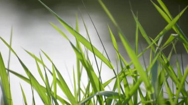 Lush grass on the river bank in the sun