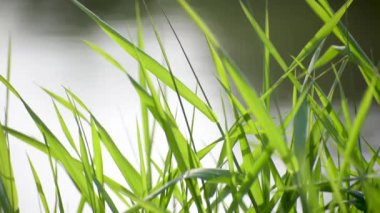 Lush grass on the river bank in the sun