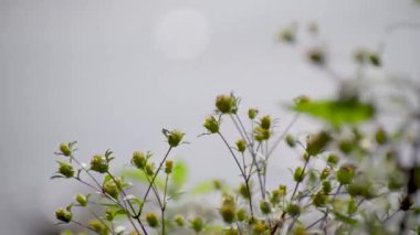 Fragile plant in the sun on the river bank