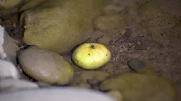山の川の端にある腐ったりんご — ストック動画