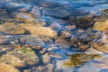 Kayalık bir nehrin dibi berrak sularda