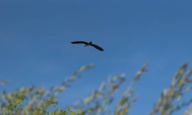 Mavi gökyüzünde uçan falakrokoraks karbonhidrat