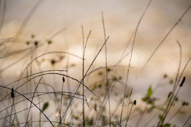 Fragile plant in the sun on the river bank