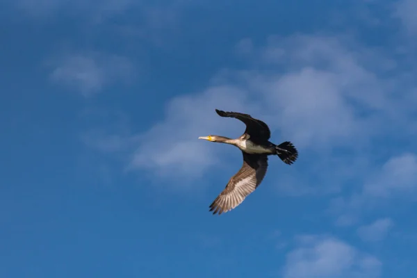 Phalacrocorax Carbo Fliegt Blauem Himmel — Stockfoto