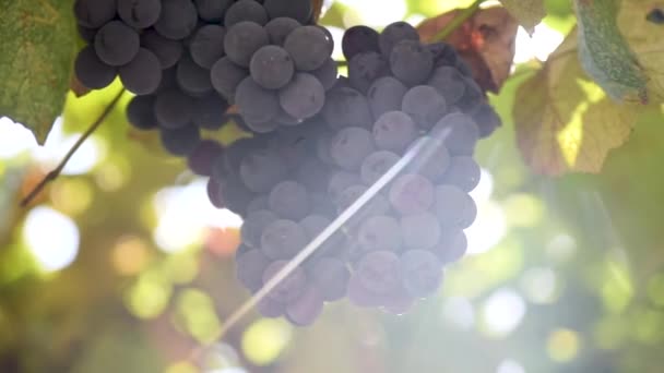 Close Dari Sekelompok Anggur Dari Isabella Varietas Dalam Sinar Matahari — Stok Video