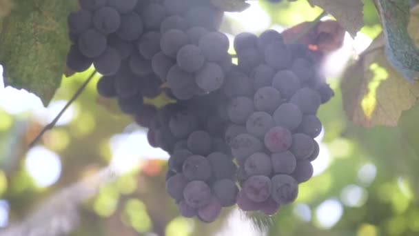 Close Bunch Grapes Isabella Variety Rays Sun — Stock Video