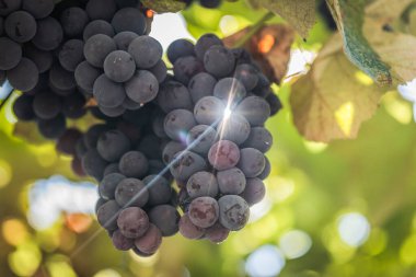 Isabella üzümlerinden bir demet yakın çekim güneş ışınlarında çeşitlilik gösterir.