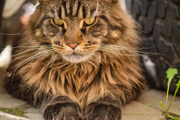 Portrait Maine Coon Marbled Color — Stockfoto