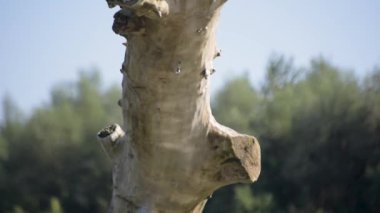 The game of the reflected sun on the trunk of a fallen tree in the river