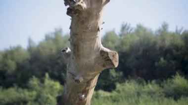 The game of the reflected sun on the trunk of a fallen tree in the river