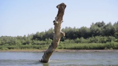 The game of the reflected sun on the trunk of a fallen tree in the river