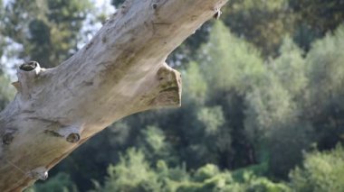 The game of the reflected sun on the trunk of a fallen tree in the river
