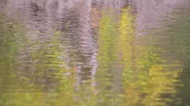 Dağ nehrindeki ağaçların yansıması