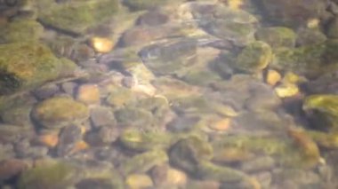 Karpatlar 'da bir dağ nehrinin sualtı manzarası