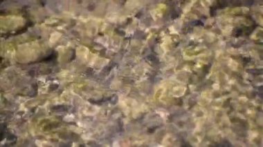 Bir dağ nehrinin hızlı akışı ve girdapları