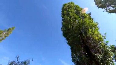 Gök yüzüne bakan kavak manzaralı manzara hareket halinde