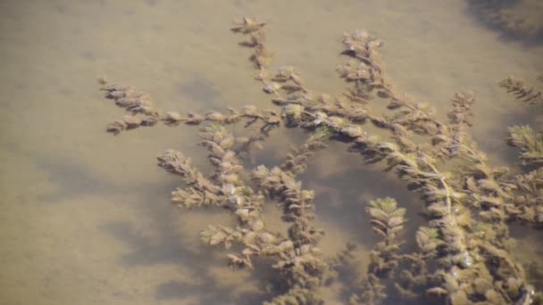 山の川で藻類の滑らかな動き — ストック動画