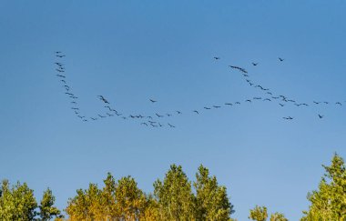 Akşam gökyüzünde uçan bir kuş sürüsü