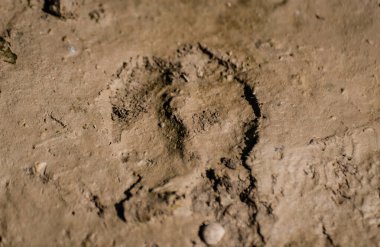 Dağ nehrinin kıyısında bir hayvanın izleri.